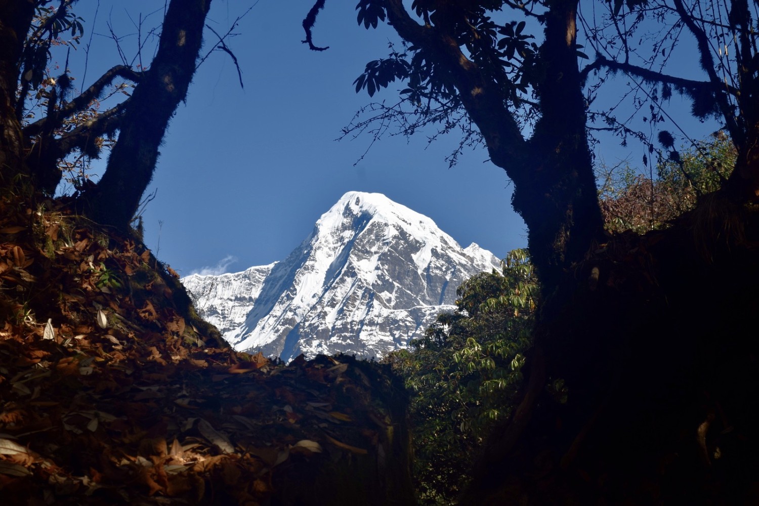 Khopra Danda & Khayer Lake Trek