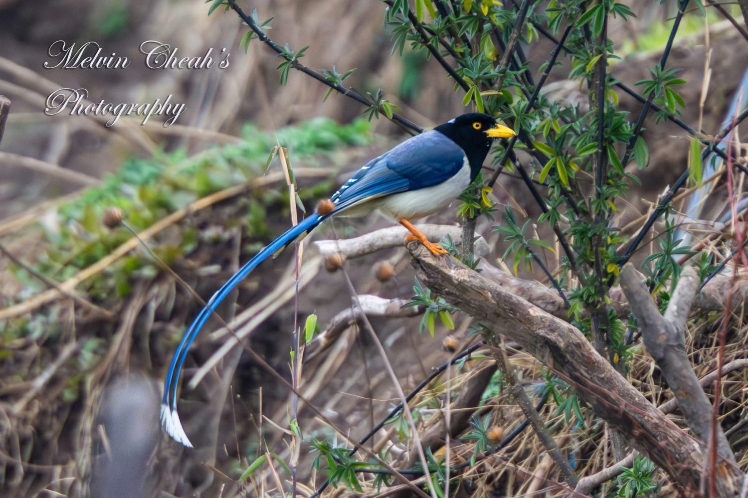 Nepal Birds Watching Tours
